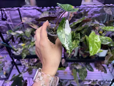 plant/Albo/Pink scalprum pup corm grown-1-thumbnail