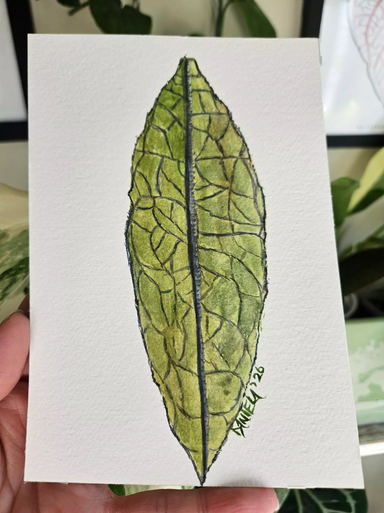 plant/Hoya Clemensiorum 5x7" watercolor-1