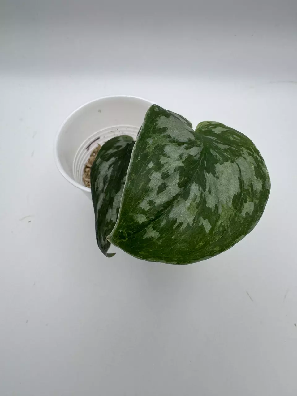 plant/Scindapsus Mejile 0508-0