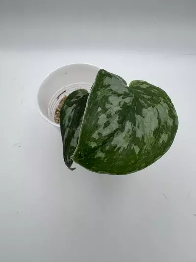 plant/Scindapsus Mejile 0508-0-thumbnail