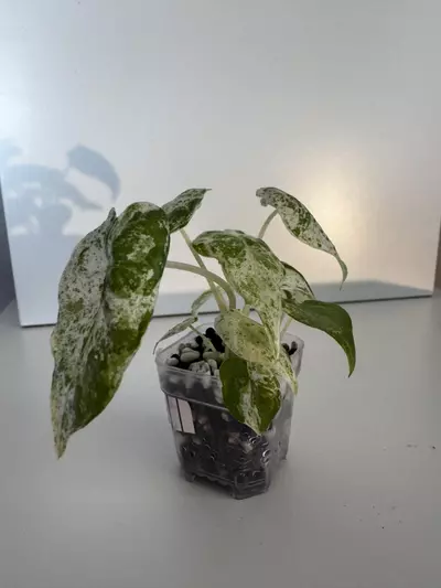 plant/Alocasia “Snow” Odora Batik Starter Plant-2-thumbnail