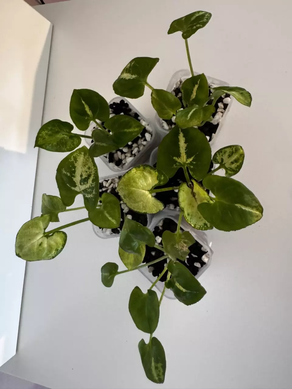 plant/Syngonium Podophyllum “Snow White” Starter Plant GC-1