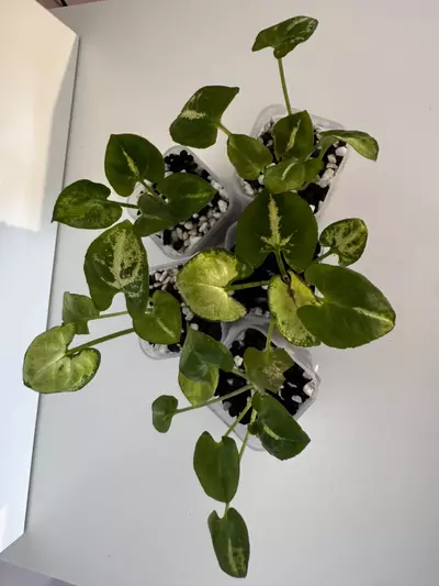 plant/Syngonium Podophyllum “Snow White” Starter Plant GC-1-thumbnail