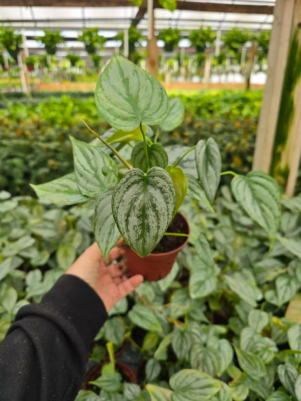 plant/4in Philodendron Brandii GC-0