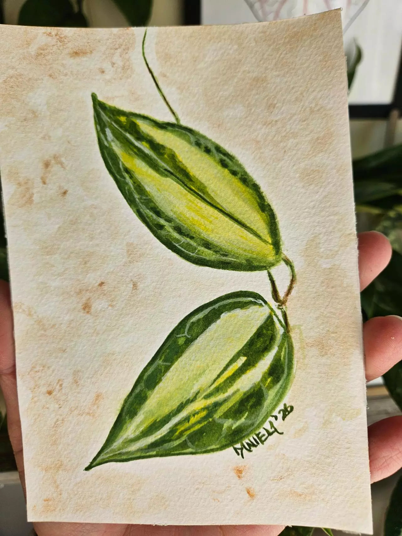 plant/Hoya latifolia queensy 5x7" watercolor painting-0