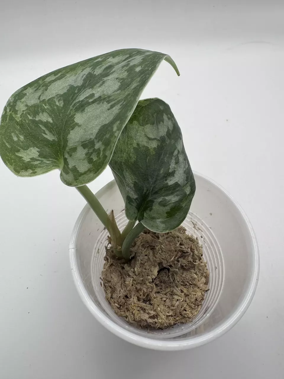 plant/Scindapsus Mejile 0508-2