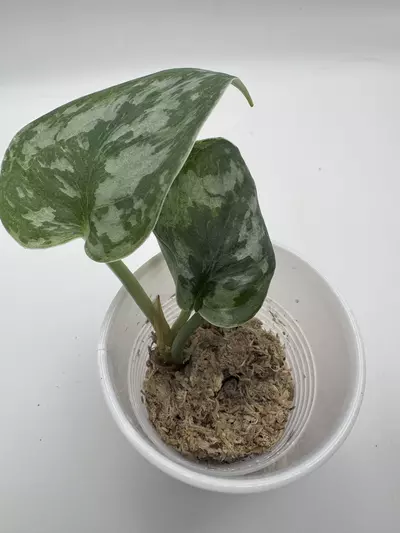 plant/Scindapsus Mejile 0508-2-thumbnail