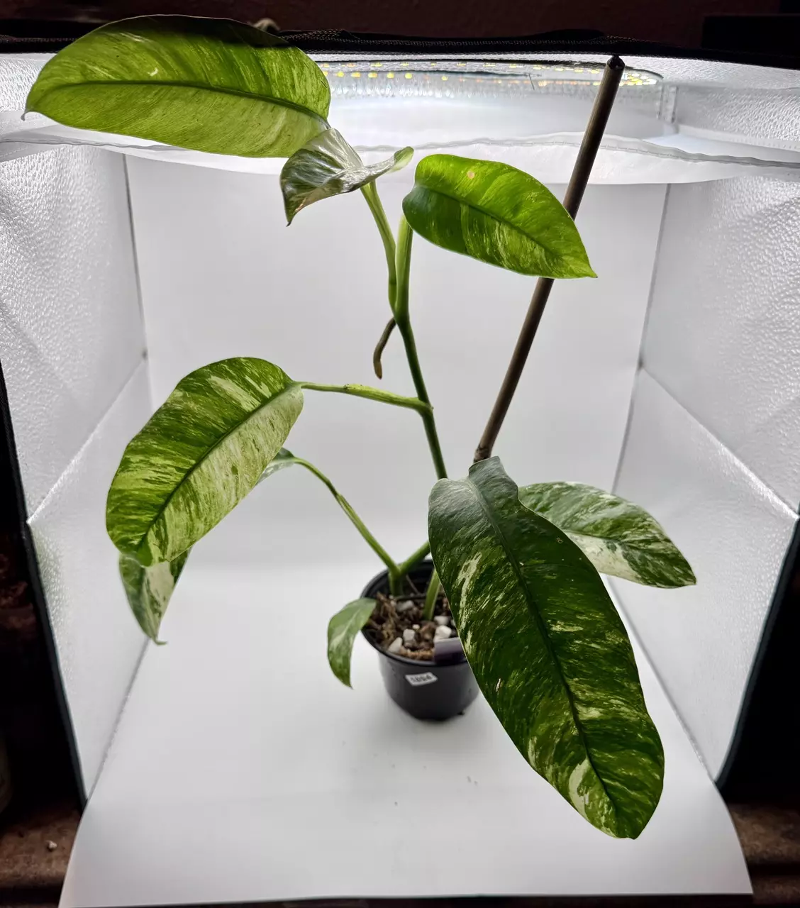 plant/Epipremnum Giganteum Tricolor 1894-3