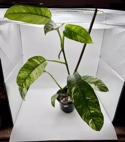 plant/Epipremnum Giganteum Tricolor 1894-3-thumbnail