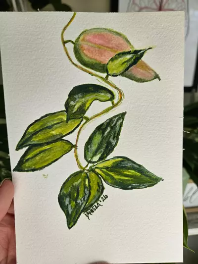 plant/Hoya Caudata Verigated 5x7" watercolor-0-thumbnail