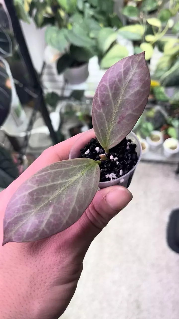 plant/Hoya Cryptic Chrome-1