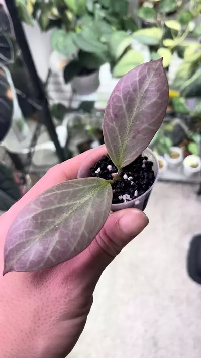 plant/Hoya Cryptic Chrome-1-thumbnail