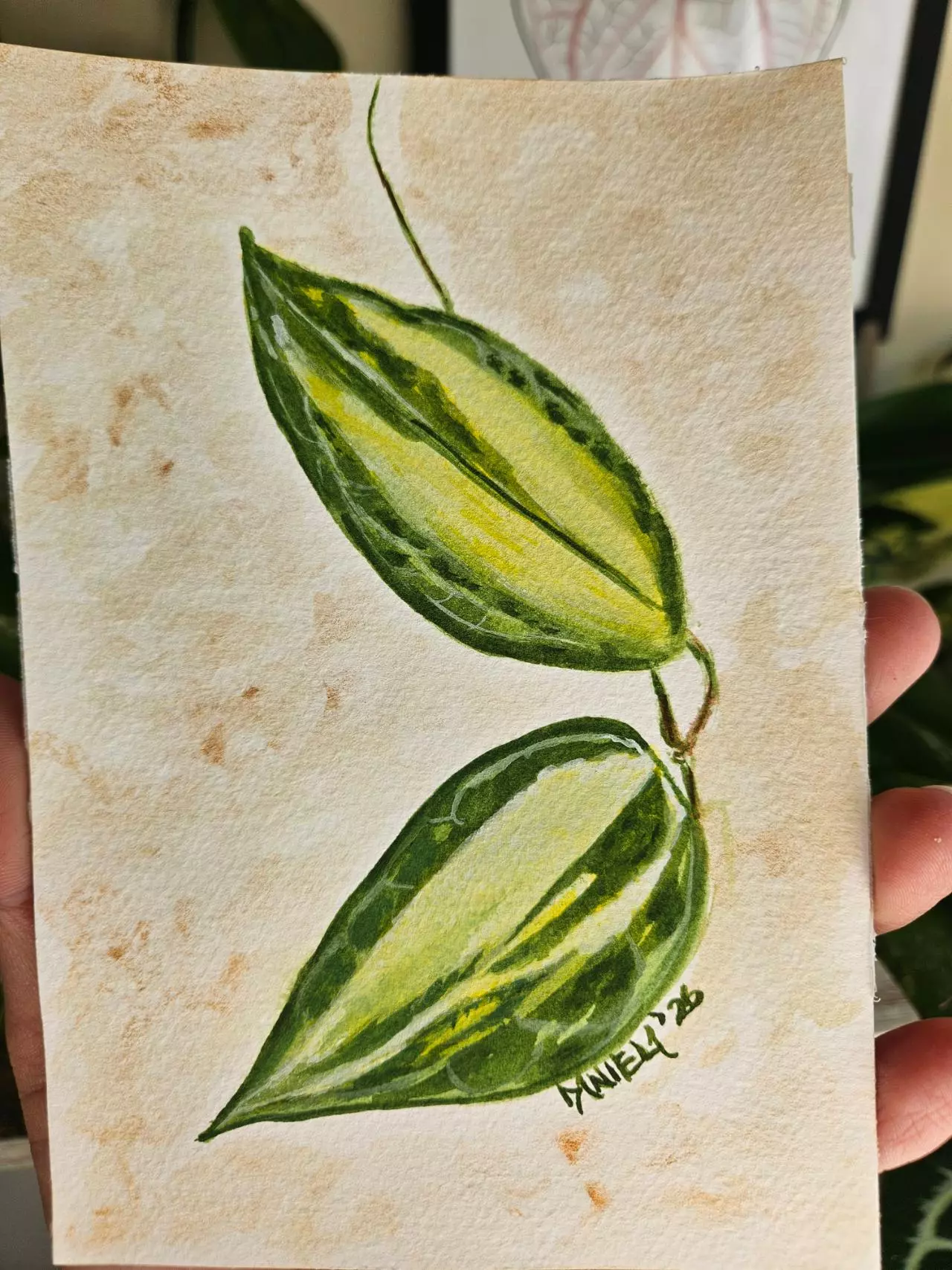 plant/Hoya latifolia queensy 5x7" watercolor painting-1