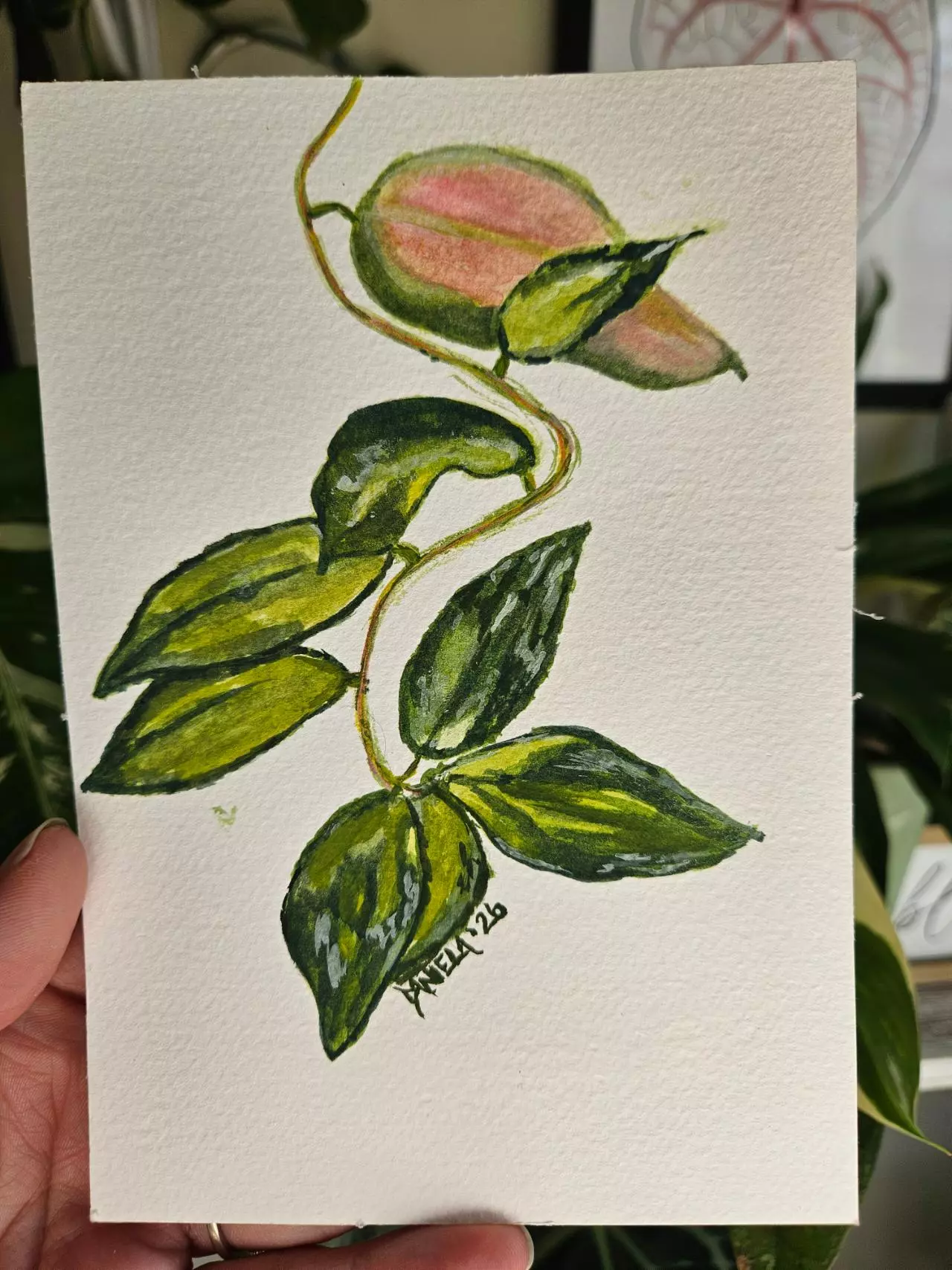 plant/Hoya Caudata Verigated 5x7" watercolor-1