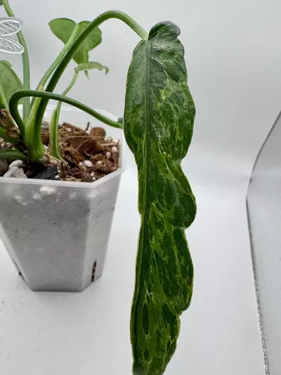 plant/Philodendron Minarum “Lime Fiddle” 0504-2-thumbnail