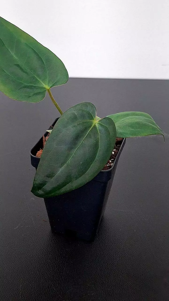 plant/A312 Papillaminum Corduroy Anthurium-0