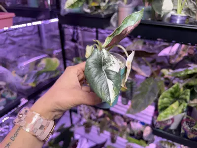 plant/Pink Albo Reginae-0-thumbnail