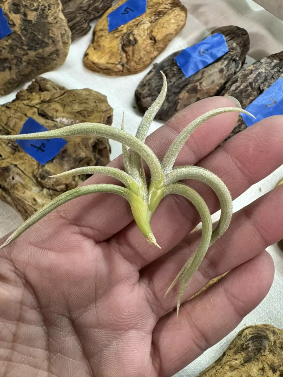 plant/Tillandsia Myosura-0