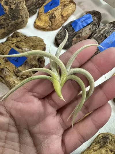 plant/Tillandsia Myosura-0-thumbnail