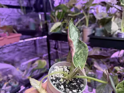 plant/Pink Albo Reginae-5-thumbnail