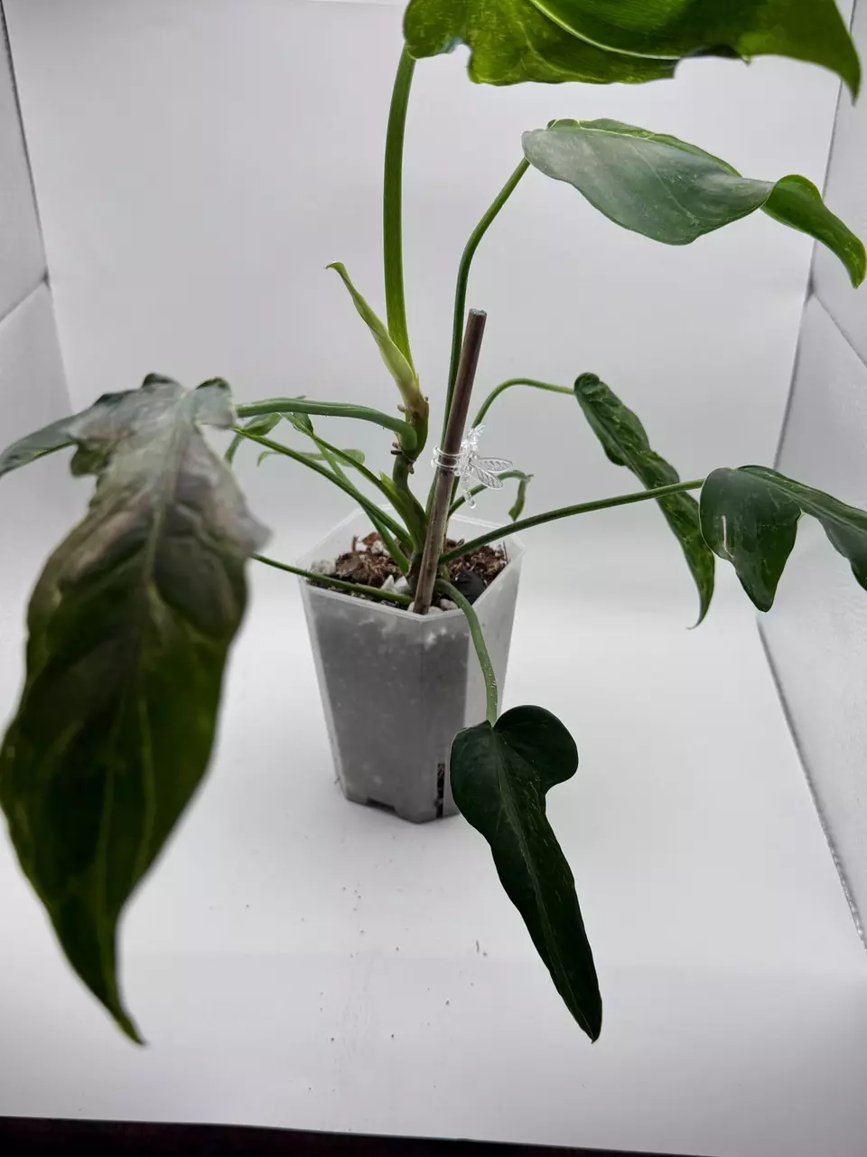 plant/Philodendron Minarum “Lime Fiddle” 0504-0