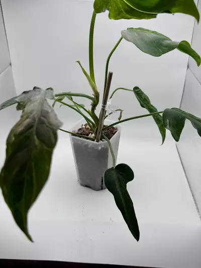 plant/Philodendron Minarum “Lime Fiddle” 0504-0-thumbnail