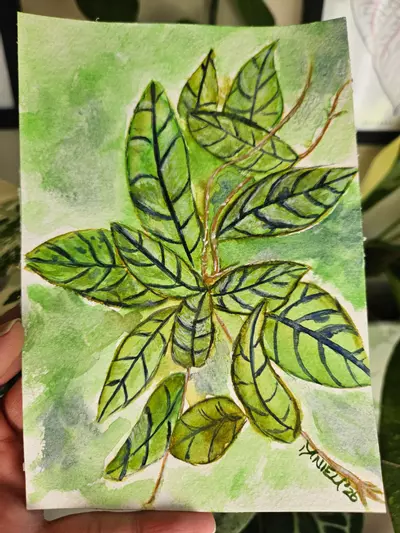 plant/Hoya black cat 5x7" watercolor painting-2-thumbnail