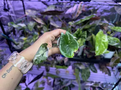 plant/Albo/Pink scalprum pup corm grown-3-thumbnail