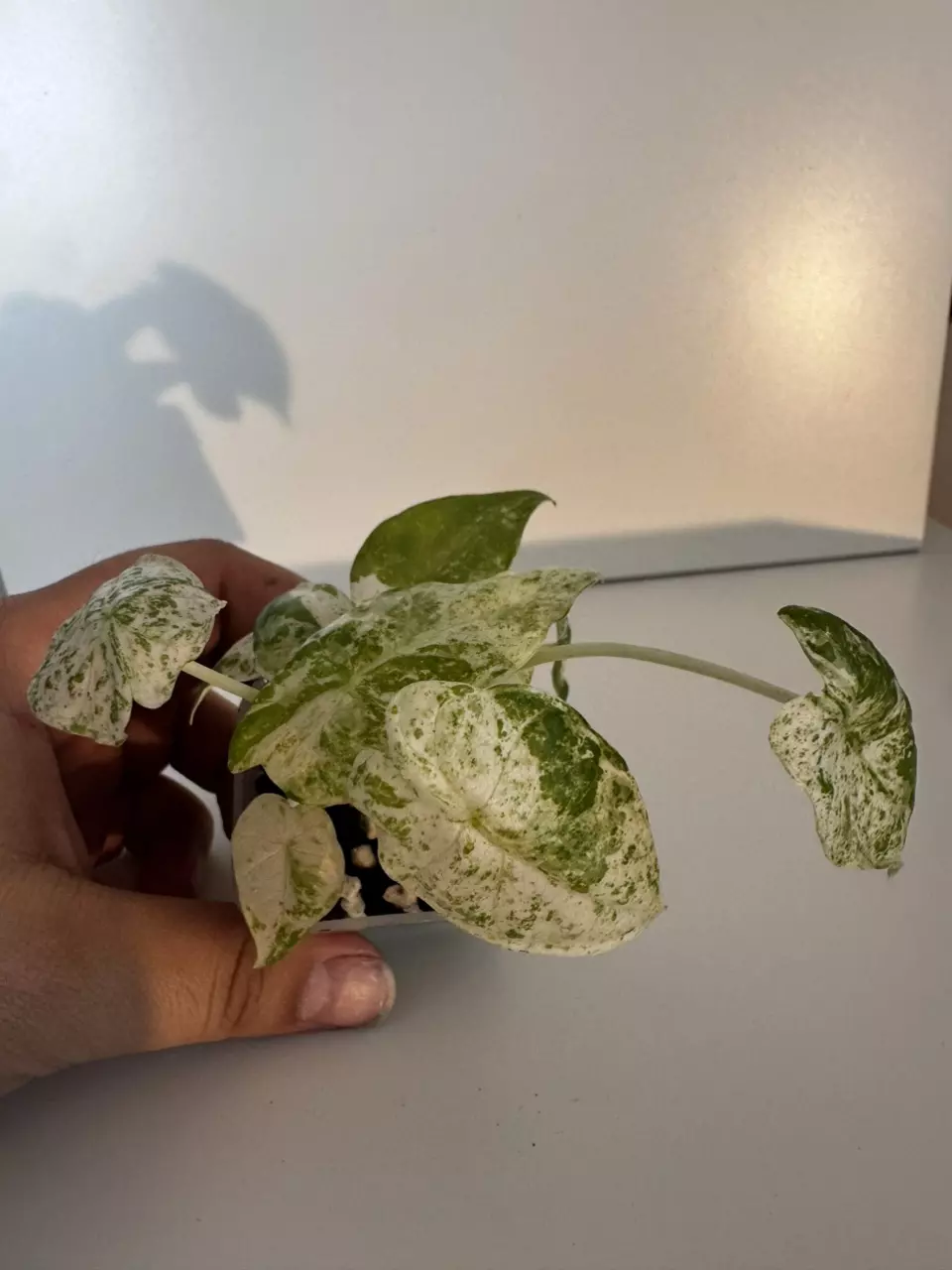 plant/Alocasia “Snow” Odora Batik Starter Plant-0