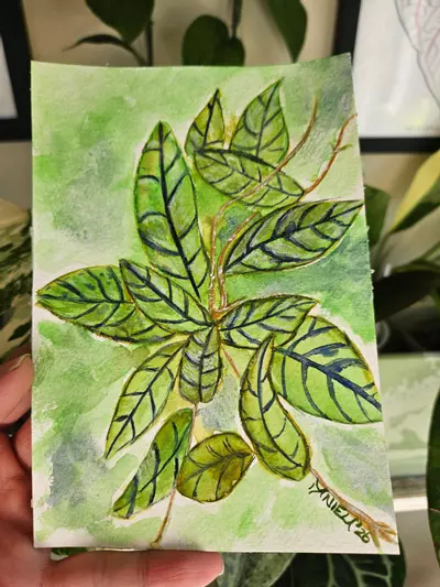 plant/Hoya black cat 5x7" watercolor painting-1-thumbnail