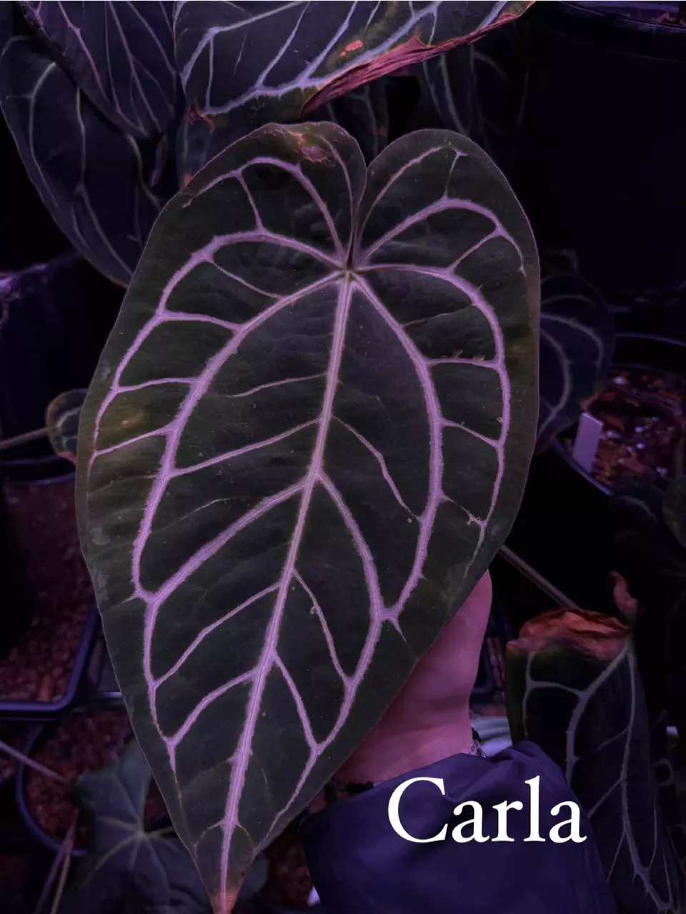 plant/Pap A+ X Carla RA18-3