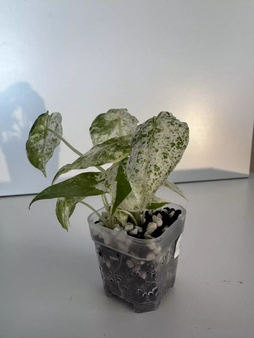 plant/Alocasia “Snow” Odora Batik Starter Plant-3