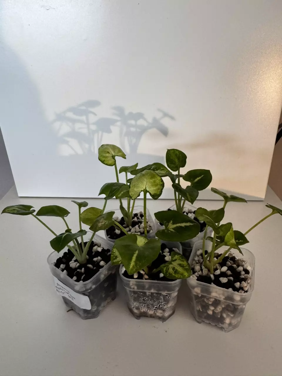 plant/Syngonium Podophyllum “Snow White” Starter Plant GC-0