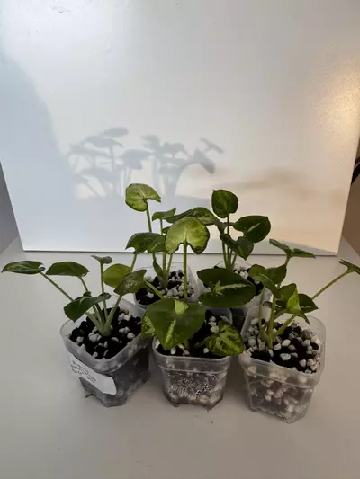 plant/Syngonium Podophyllum “Snow White” Starter Plant GC-0-thumbnail