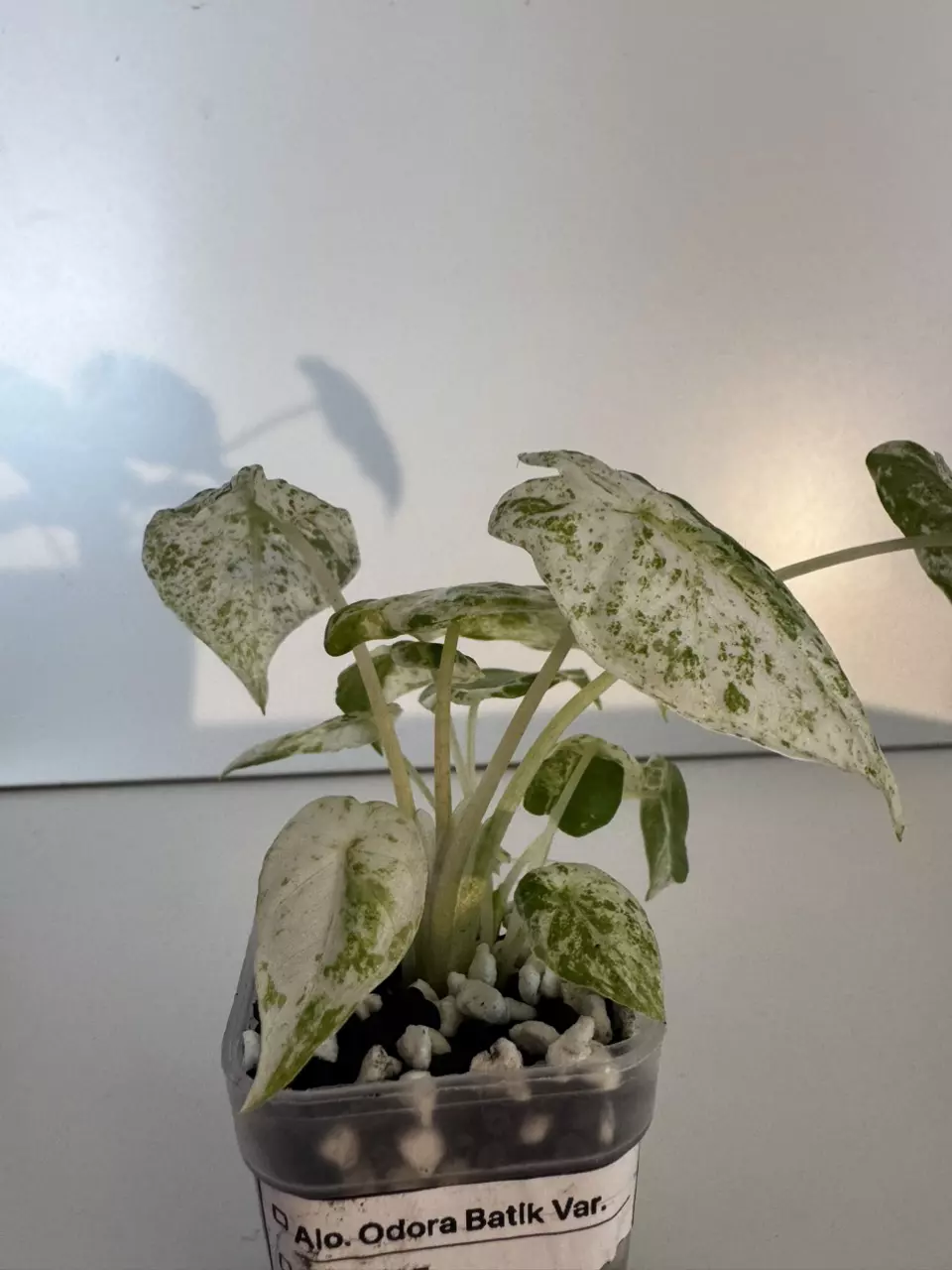 plant/Alocasia “Snow” Odora Batik Starter Plant-1