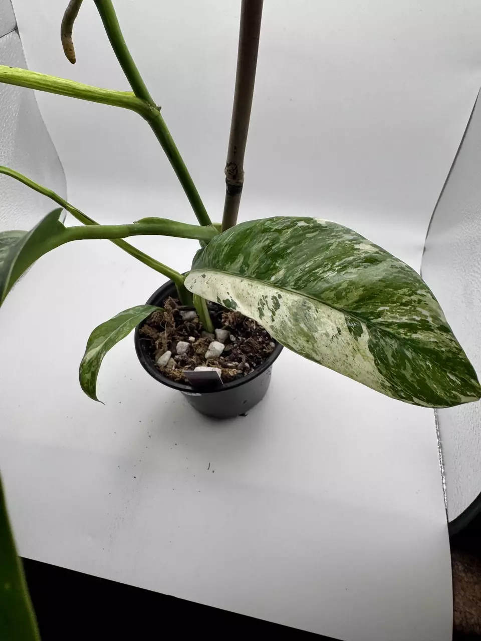 plant/Epipremnum Giganteum Tricolor 1894-1