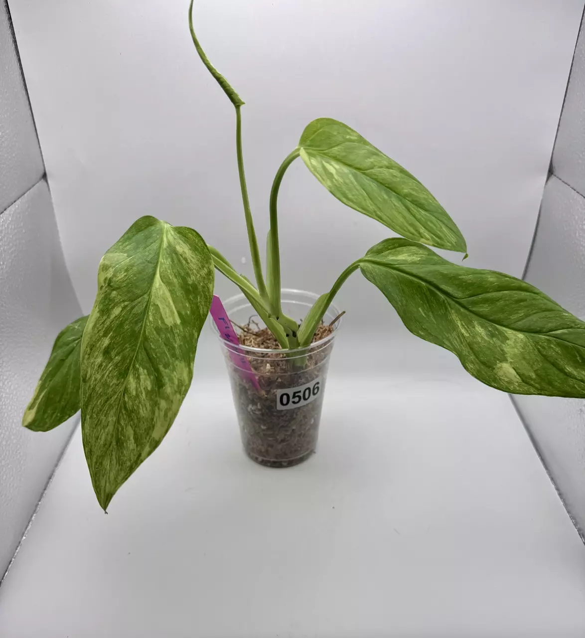 plant/Monstera Obliqua Mayuna Variegated 0506-0