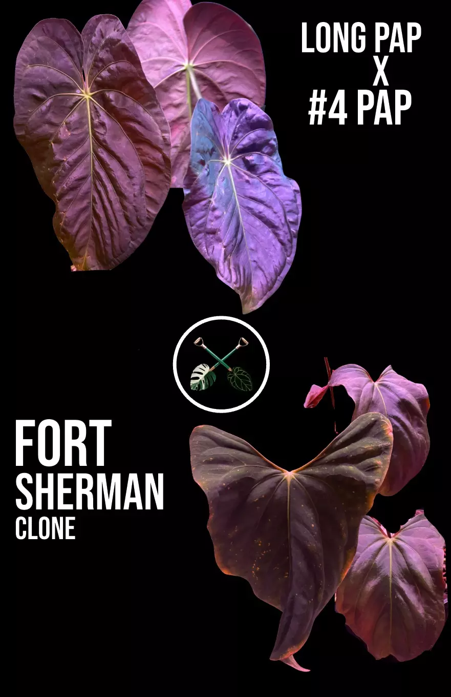 plant/Pap [(Long x 4) x FS clone]-0