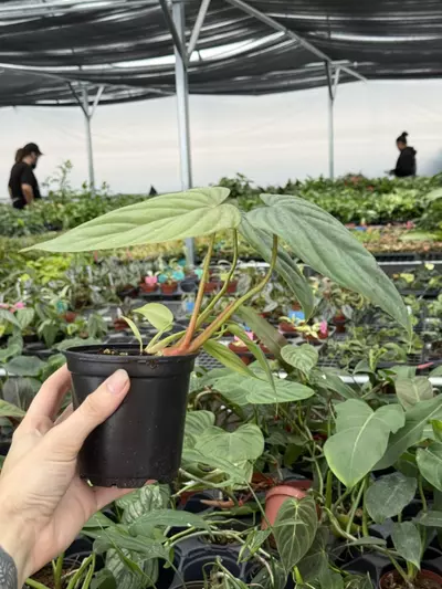 plant/Philodendron colombia 4” pot growers choice-3-thumbnail