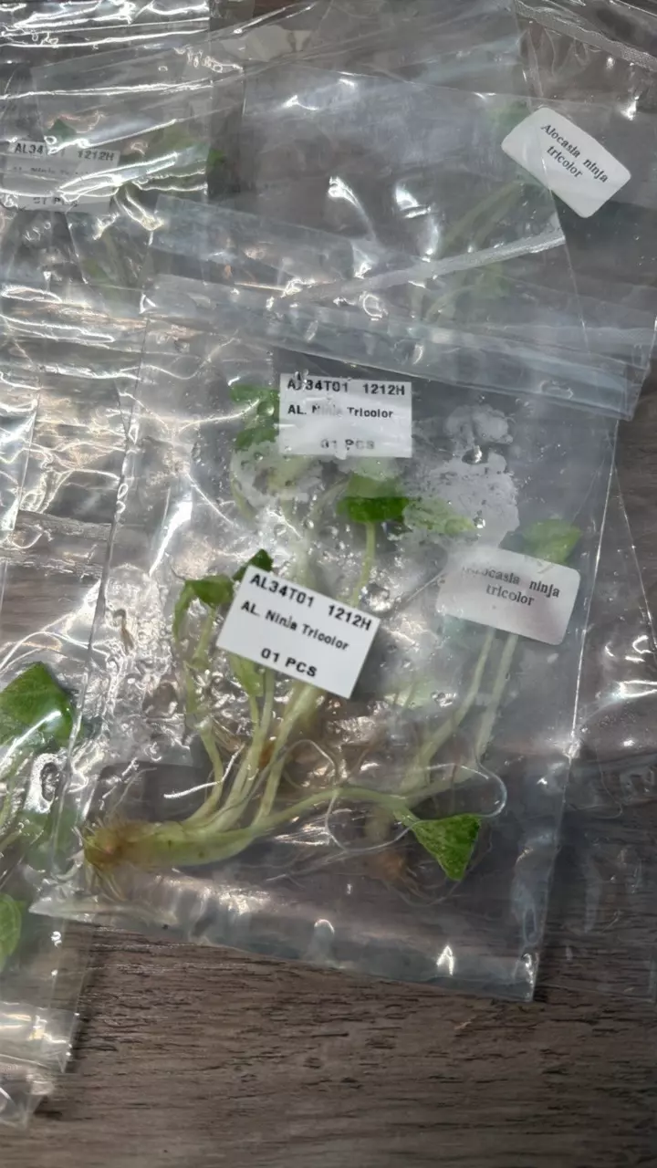 plant/Alocasia Ninja Tricolor TC-2