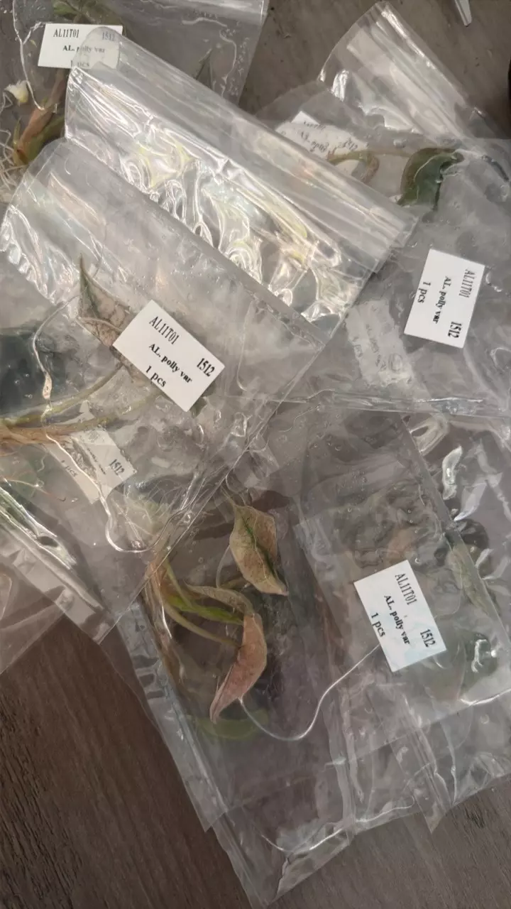 plant/Alocasia Pink Polly Mint TC-1