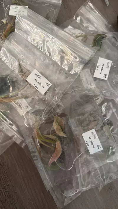 plant/Alocasia Pink Polly Mint TC-1-thumbnail