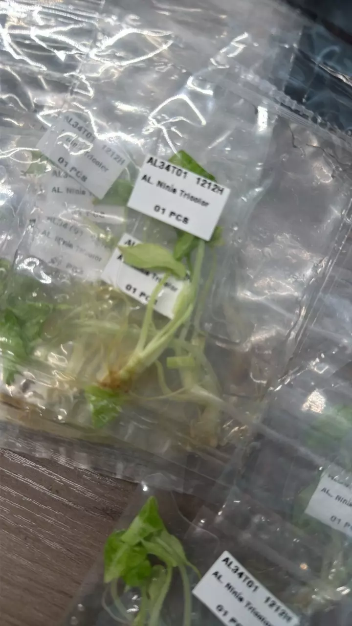 plant/Alocasia Ninja Tricolor TC-1