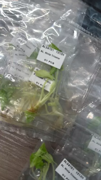 plant/Alocasia Ninja Tricolor TC-1-thumbnail