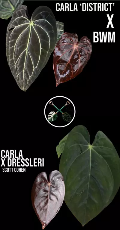 plant/(Carla ‘District’ x BWM) X (Carla x Dressleri) S.C.-0-thumbnail