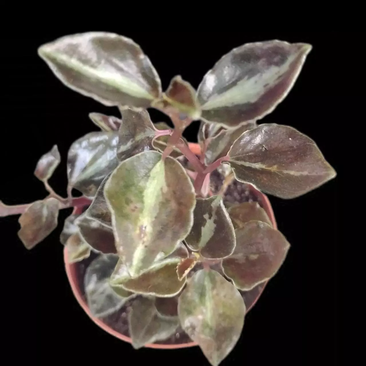 plant/Peperomia metallica-1