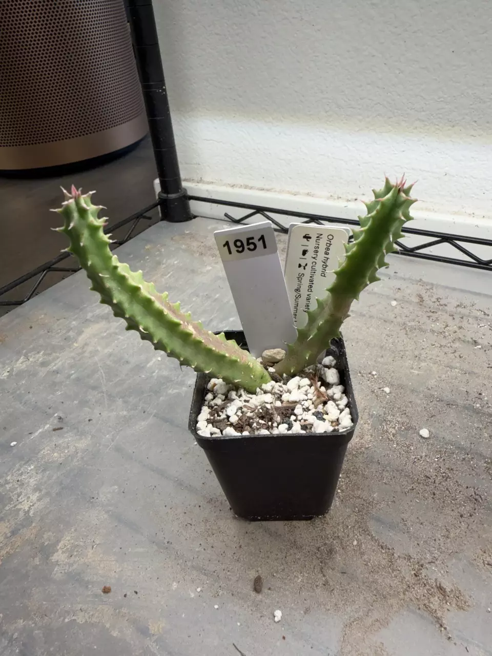 plant/1951 - Orbea Pranburi Hybrid-0