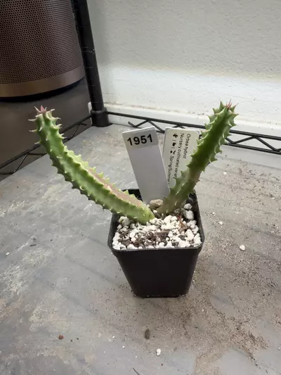 plant/1951 - Orbea Pranburi Hybrid-0-thumbnail