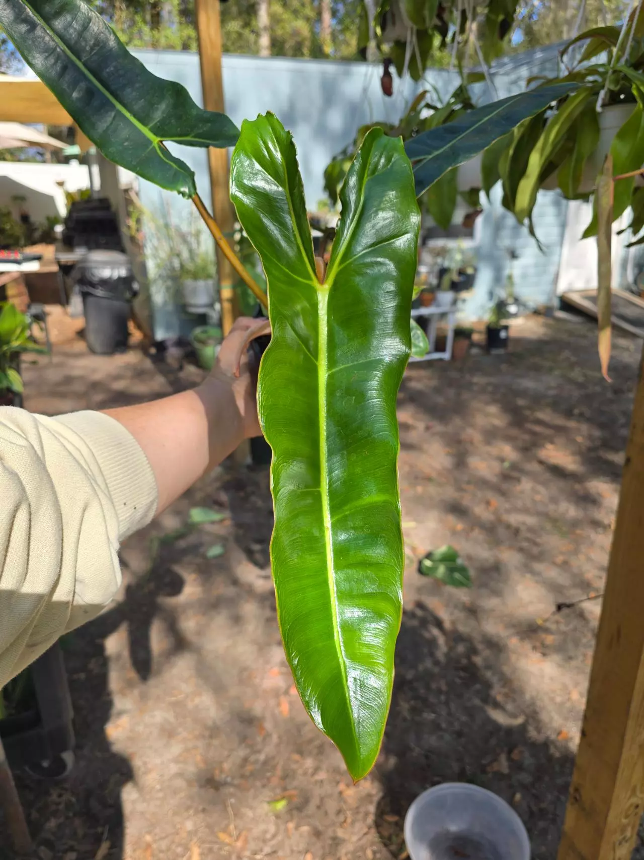 plant/6in Philodendron billie GC-0