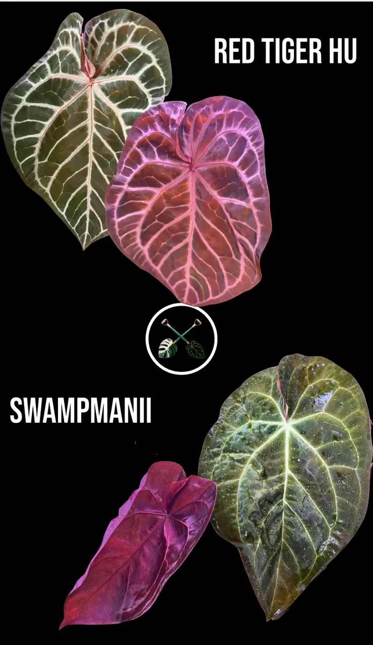 plant/Swampmanii x Hu Red Tiger (sprouts!!)-0